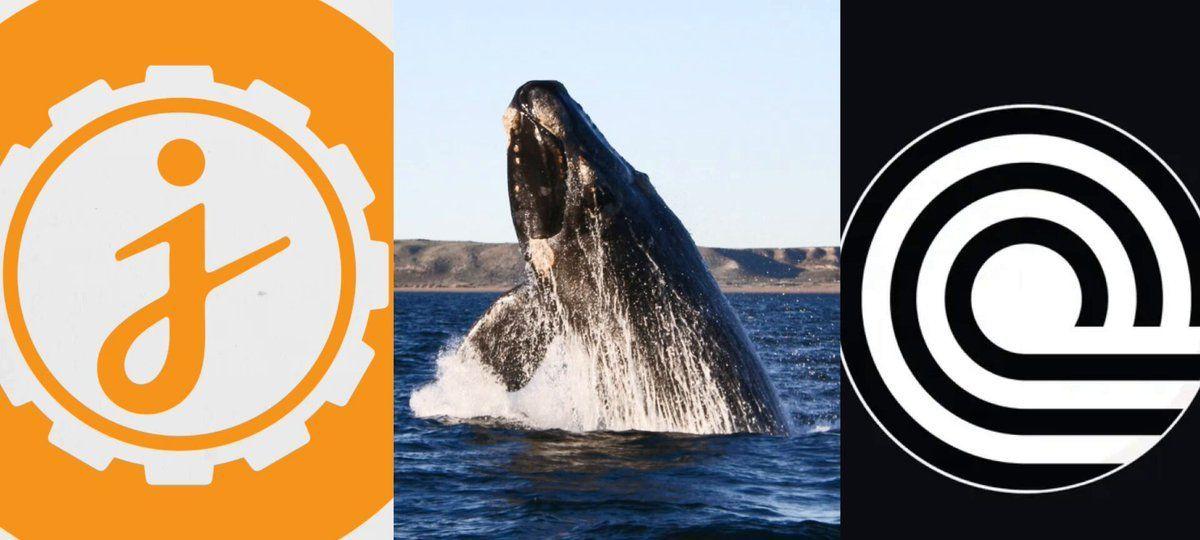 Jasmycoin 和 Ondo Finance 迎来巨鲸涌入