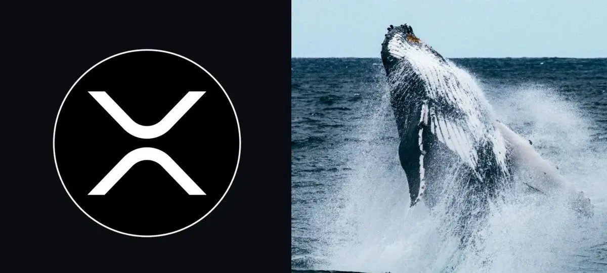 XRP 鲸鱼持有量激增