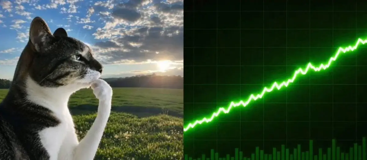 Robinhood Chain 上有一只新的流行猫